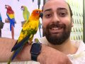 Güneş Konur papağanı Full evcil konuşan 