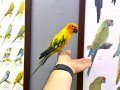 Güneş Konur papağanı Full evcil konuşan 