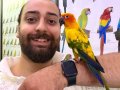 Güneş konur papağanı Full evcil eğitimli