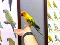Güneş konur papağanı Full evcil eğitimli