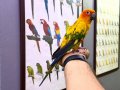 Güneş konur papağanı Full evcil eğitimli