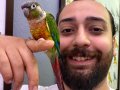 Konur Papağanı Full Evcil Eğitimli Konuşan