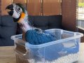 YASAL BELGELİ BEBEK YAVRU SARILACİVERT MACAW PAPAĞANI