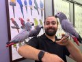 KONUŞAN EĞİTİMLİ JAKO PAPAĞANLARI