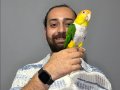MASKOT DANS EDEN EVCİL OYUNCU Caique Papağanı