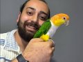 MASKOT DANS EDEN EVCİL OYUNCU Caique Papağanı