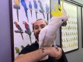 EĞİTİMLİ DEV BOY TRİTON SÜLFÜR KAKADU PAPAĞANIMIZ