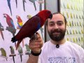 MİKROÇİPLİ KIRMIZI ECLECTUS PAPAĞANIMIZ FULL EVCİL