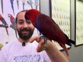 MİKROÇİPLİ KIRMIZI ECLECTUS PAPAĞANIMIZ FULL EVCİL