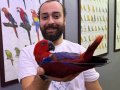 MİKROÇİPLİ KIRMIZI ECLECTUS PAPAĞANIMIZ FULL EVCİL