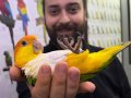 FULL EVCİL MASKOT Caique Papağanımız