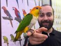 FULL EVCİL MASKOT Caique Papağanımız