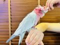 EĞİTİMLİ GÜL KAKADU PAPAĞANIMIZ 