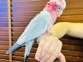 EĞİTİMLİ GÜL KAKADU PAPAĞANIMIZ 