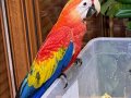 MİKROÇİPLİ BEBEK SCARLET MACAW YAVRULARIMIZ