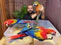 MİKROÇİPLİ BEBEK SCARLET MACAW YAVRULARIMIZ