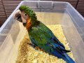Yasal Belgeli Harlequin Macaw bebeğimiz 