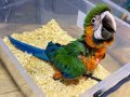 Yasal Belgeli Harlequin Macaw bebeğimiz 