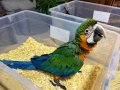 Yasal Belgeli Harlequin Macaw bebeğimiz 