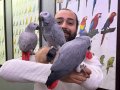 FULL EVCİL ÜST DÜZEY KONUŞAN JAKO PAPAĞANLARIMIZ