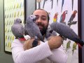 FULL EVCİL ÜST DÜZEY KONUŞAN JAKO PAPAĞANLARIMIZ