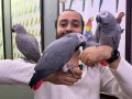 FULL EVCİL ÜST DÜZEY KONUŞAN JAKO PAPAĞANLARIMIZ