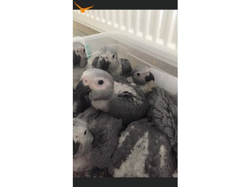 BEBEK JAKO 