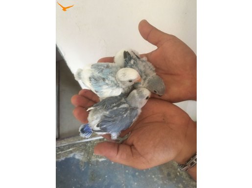 BEBEK SEVDA PAPAĞANI 