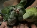 Bebek Monk Papağanları
